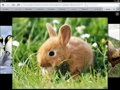 Quel est le lgume prfr de cet animal ?