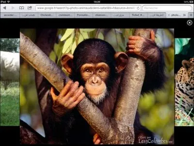 Quel est le fruit prfr de cet animal ?