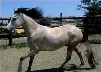 Lorsque la robe du cheval est grise et que ses crins sont noirs, de quelle robe s'agit-il ?