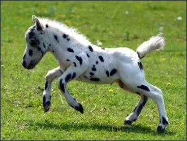 Quelle est la plus petite race de chevaux ?