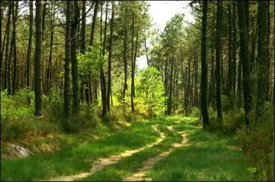 Depuis quand le pin rgne-t-il sur les Landes ?