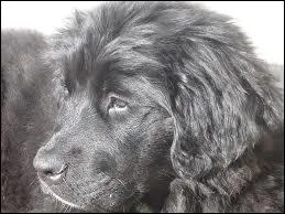 Mon Terre-Neuve mle de trois ans pse 68 kg. Quel est son ge humain ?