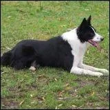 Ma femelle Border Collie de quatre ans pse 23 kg. Son ge humain est de...