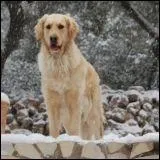 Ma chienne est une Golden Retriever de quatre ans et de 29 kg. Quel est son ge humain ?