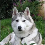 Mon chien est un husky sibrien de 24 kg g de trois ans. Son ge humain est de...