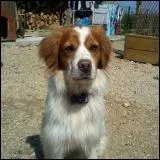 Ma chienne, un pagneul breton de cinq ans pse quinze kg. Quel ge humain a-t-elle ?