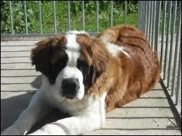 Mon chien est un Saint-Bernard. Il a quatre ans et pse 78 kg. Son ge humain est de...