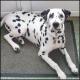 Mon chien dalmatien a trois ans et pse 24 kg. Quel est son ge humain ?