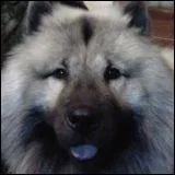 Mon eurasier mle a quatre ans et pse 28 kg. Son ge humain est de...