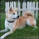 Ma chienne, une Akita inu de deux ans pse 42 kg. Quel ge humain a-t-elle ?