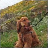 Mon cocker anglais mle a un an et pse 13 kg. Son ge humain est de...