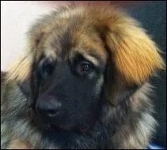 Mon Leonberg de quatre ans pse 74 kg. Quel ge humain a-t-il ?