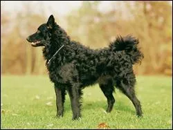 Ma chienne de race Mudi pse onze kg et elle a cinq ans. Quel est son ge humain ?