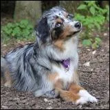 Mon chien est un berger australien de trois ans qui pse 29 kg. Son ge humain est de...