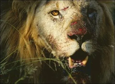 On peut apprendre  ses dpens qu'il n'est pas bon de courir plusieurs ... ... .  la fois !