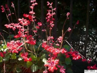 Quelles sont ces fleurs ?