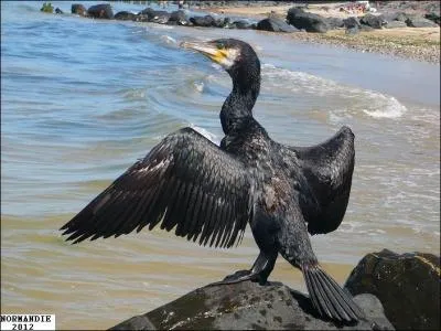 Au schage, aprs une belle plonge pour se nourrir. Quel est cet oiseau ?