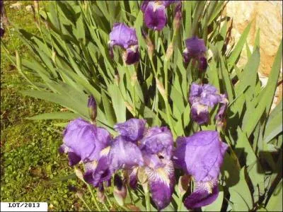 Quelles sont ces fleurs ?