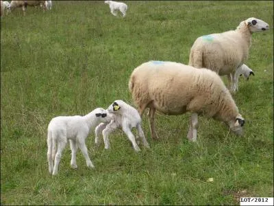 Quels sont ces animaux paisibles ?