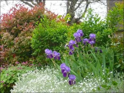 Regardez en haut et  gauche sur le mur. Quel est cet arbuste au feuillage persistant rouge, au printemps se teintant ensuite de rose, devenant enfin vert fonc ?