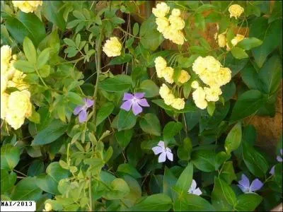 Quelles sont ces fleurs bleues ?