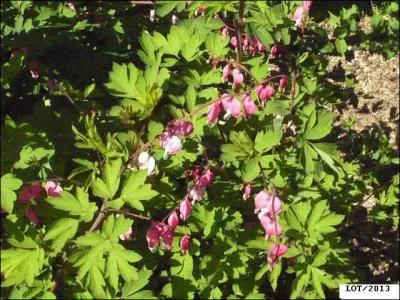 Quelles sont ces fleurs ?