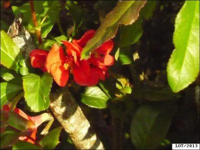 Quelles sont ces fleurs ?