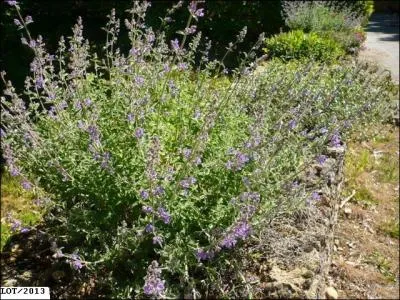 Quelles sont ces fleurs ?