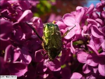Quelles sont ces fleurs sur lesquelles foltre un coloptre ?