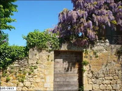 Quelles sont ces fleurs ?