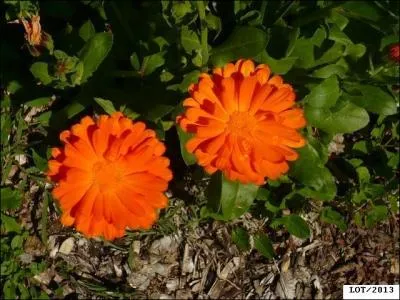 Quelles sont ces fleurs ?