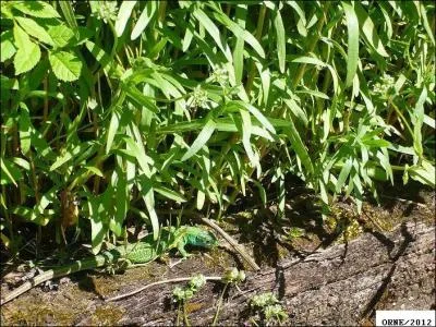 Quel est cet animal ?