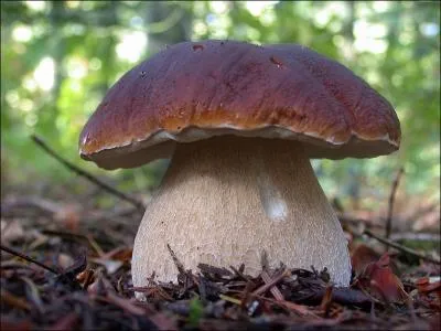 Quel est ce champignon ?