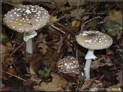 Quel est ce champignon ?