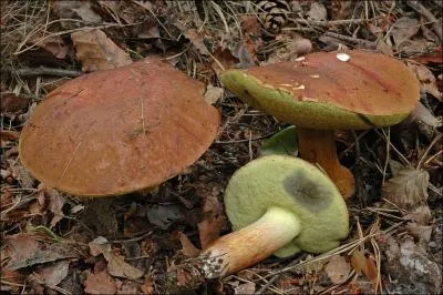 Je change de couleur au touch. Qui suis-je ?