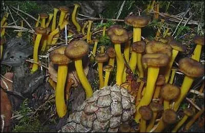 Retrouvez le nom de ce petit champignon !