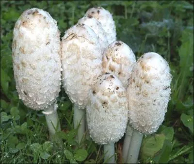 Quel est ce champignon apprci des connaisseurs ?