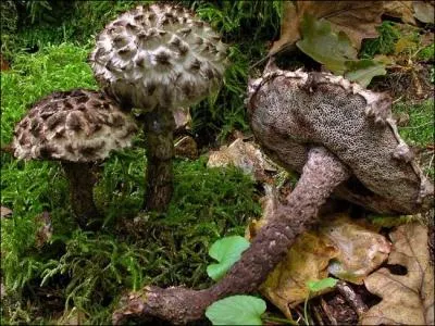 Quel est ce champignon ?