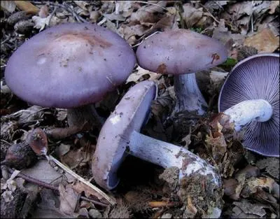 Champignon  la couleur agrable et trs connu, qui suis-je ?