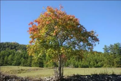 Les fruits arrivent  maturit  la fin de l't et persistent longtemps sur l'arbre ; cela lui donne un bel intrt dcoratif. L'hiver, les oiseaux s'en rgalent.