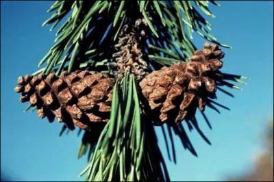 C'est le pin europen le plus ancien. Il tait apprci pour la fabrication des orgues grce au peu de rtractabilit du bois, et pour l'essence de trbenthine que l'on en tirait.