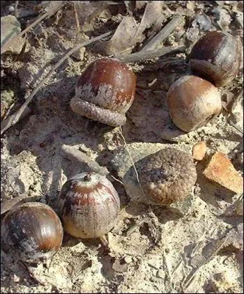 Il appartient  la grande famille des fagaces, son genre est quercus. Bien qu'originaire d'Amrique du nord, il s'acclimate sous d'autres latitudes. Le feuillage d'automne est blouissant.