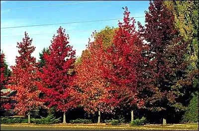 Genre d'arbres  feuilles caduques de la famille des Hamamlidaces que l'on appelle aussi noyer satin.