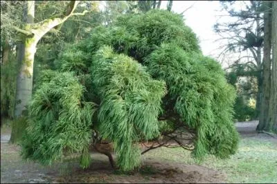 Il fut introduit en France  partir de 1842 comme essence d'ornement. Conifre appartenant  la famille des cupressaces.