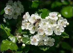 C'est un arbuste  entretien facile qui pousse dans la plupart des conditions. En mai et en juin, il porte de belles fleurs de couleur rose et blanche.