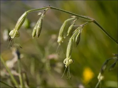 C'est une plante herbace, avec une rosette de feuilles basales ; quand elle est  vulgaris  on l'appelle le compagnon blanc.