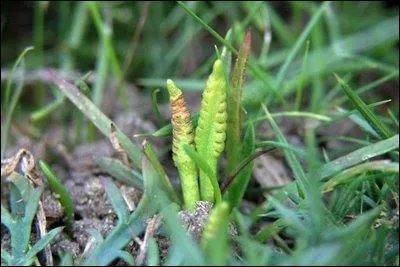Le mot dnommant la plante vient du grec signifiant langue, et fait allusion  la forme de la partie fertile des feuilles. Elle est protge.