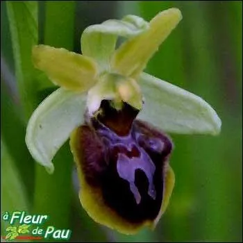 La fleur ovale est encadre de deux bosses chancres  l'extrmit, d'un brun pourpre velout devenant jauntre avec le temps. Des motifs symtriques en forme de H, l'embellissent.
