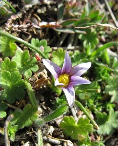 C'est une magnifique fleur, bleue,  la gorge pourpre, bien caractrise par ses tamines jaunes. Plante semblant trs rare et en forte rgression.