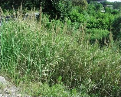 L'espce est endmique et protge  Frjus : la Canne de Pline. On peut la retrouver dans le quartier du Valescure, le long des cours d'eau. Quelle est-elle ?